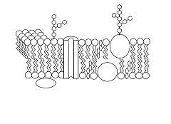 Cell_membrane_diagram240minus (12K)