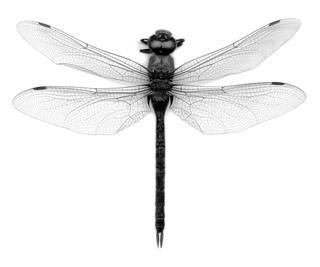dragonfly (7K)