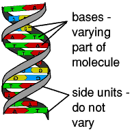 Single section of DNA