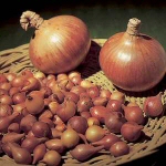 onion-sets.jpg