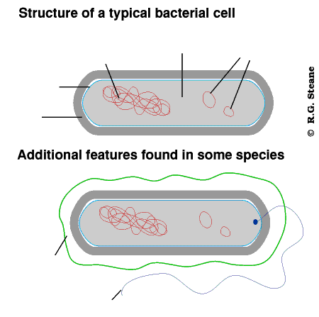 Bacterial cell - component parts