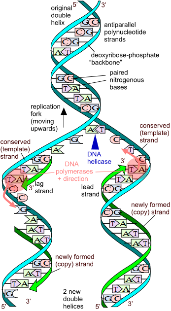 DNArepforkmorecomplex (97K)