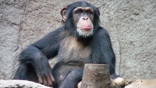 chimp320 (33K)