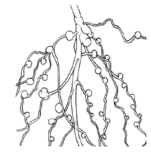 clover root nodules (129K)
