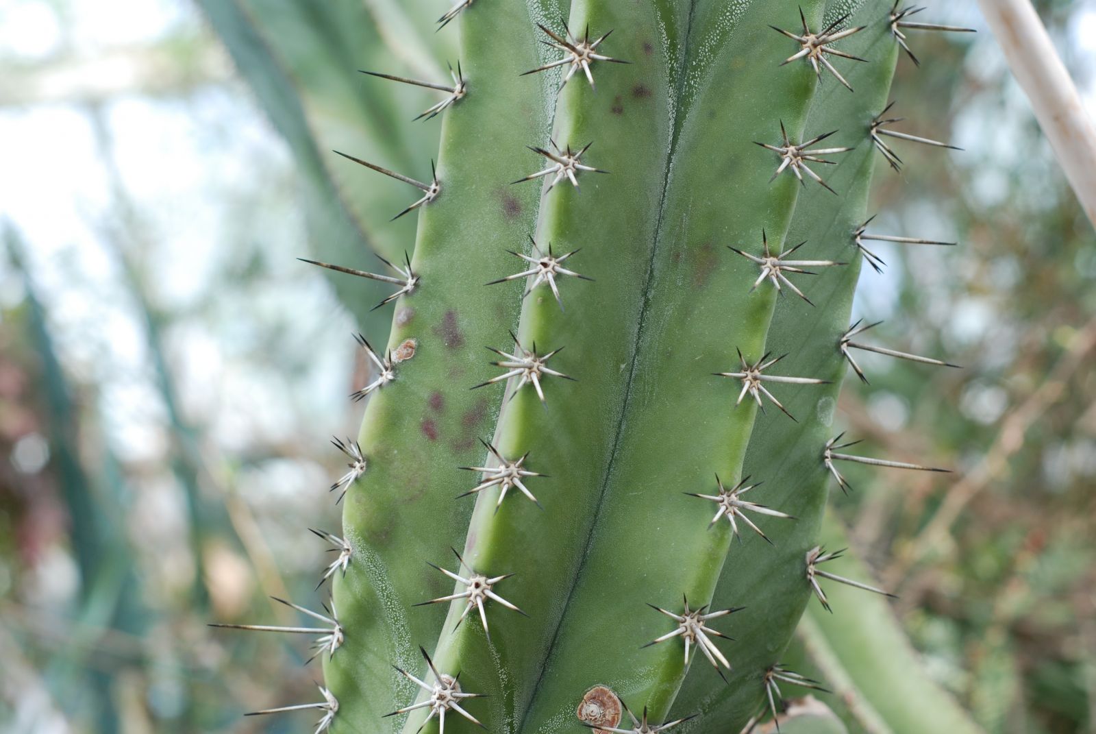 cactusareoles (194K)