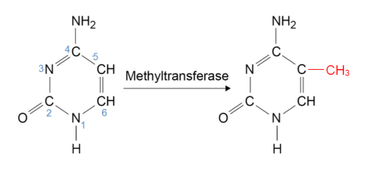 cytosine_methylation (20K)