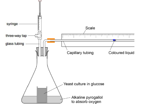 respirometerplussyringe (17K)