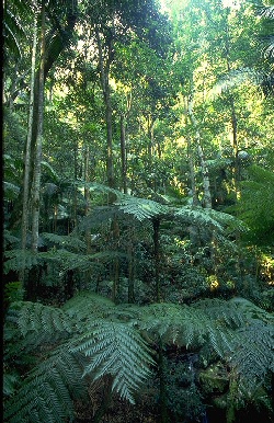rain forest plants - especially tree ferns