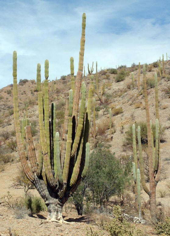 cacti and other desert plants