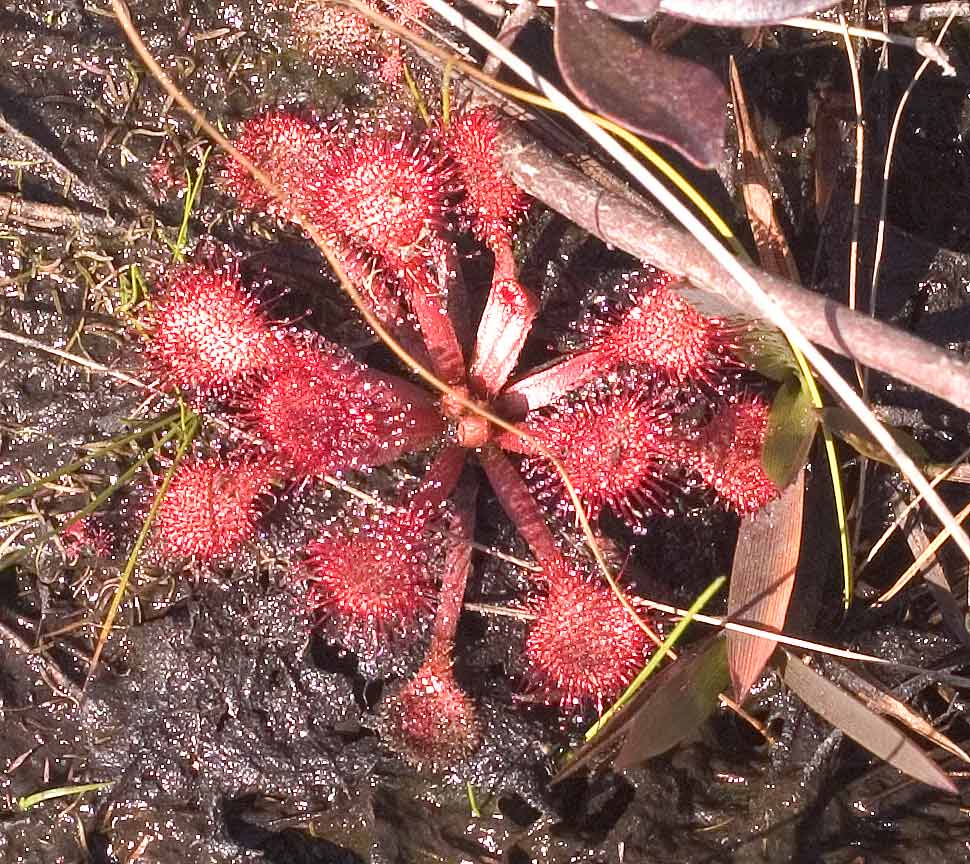 red Jewel Plant - a sort of sundew (carnivorous plant)